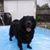 Debra Bennett's profile image