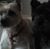 Karen Koon Starkey's profile image