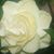 Gaylene Cooper's profile image