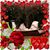 Bonnie Miller Myers's profile image