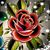 Rose Ackison's profile image