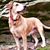 Kangaroo Gongshow's profile image