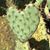 Jana Herod Grimone's profile image