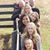 Sandra Rondeau's profile image