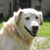 Rhonda Harvill's profile image