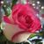 Cyndi Sunvold Foesch's profile image