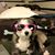 Canine Smores's profile image