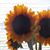 Laura Clar's profile image