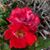 Charlene Flood's profile image