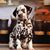 MaryAnn Stauffer Slonaker's profile image