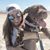 Andrea A. Aguirre's profile image