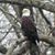 Renette Hayles Petty's profile image