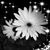 Teresa Bowers's profile image
