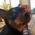 Greg Glassman's profile image