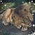 Diana Markley's profile image