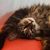 Rebekah Gerstein's profile image