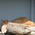 Karen Frazer's profile image