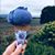 Rossana Gussoni's profile image