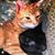 Jennifer Chandler's profile image