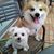 Lisa Chen's profile image