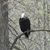 Susan Haughton's profile image