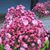 Shari Ward's profile image