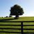 Ann Dorgan's profile image