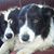 Linda Glew's profile image