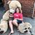 Michele Grenier Corkins's profile image