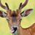 Amy Bonham's profile image