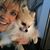 Dana Peterson Cobb's profile image