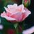 Laurie Palmer's profile image