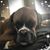 Deanna Sgambato Aldrich's profile image