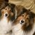 Elaine K. Rodriguez's profile image