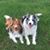 Susan Bekaert's profile image