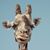 Paula Barbagallo Baldino's profile image