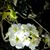 Pam Davis's profile image