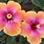Dolores Svendsen's profile image