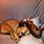 Denise Schifano-Lindauer's profile image