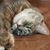 Kathleen Brosnan's profile image