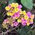 Joyce Polk Boudreaux's profile image
