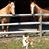 Carol Ann's profile image