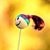 Kathleen B. Shannon's profile image