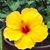 Genny Jones's profile image
