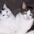 Rita Taylor's profile image