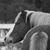 Megan Dotson-Anger's profile image