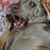 Spiken J Nogginhopper III's profile image
