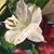 Nancy Roa Mantilla's profile image