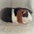 Gina Edmundson's profile image