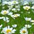 Amy Ward-Behrens's profile image